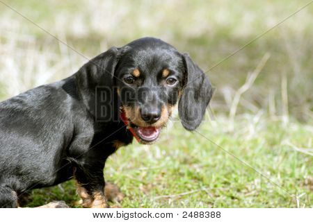 หนุ่ม Dachshund