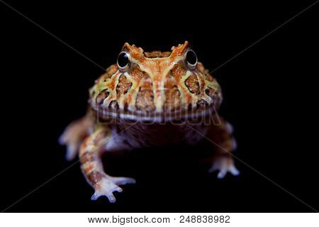 The Chachoan Horned Frog, Ceratophrys Cranwelli, Isolated On Black Background