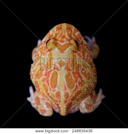 The Chachoan Horned Frog, Ceratophrys Cranwelli, Isolated On Black Background