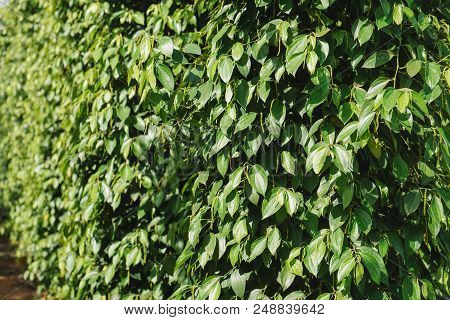 Pepper Field At Phu Quoc, Viet Nam, Group Of Pepper Plant In Green, This Farm Product Is Export Prod