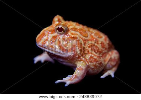 The Chachoan Horned Frog, Ceratophrys Cranwelli, Isolated On Black Background