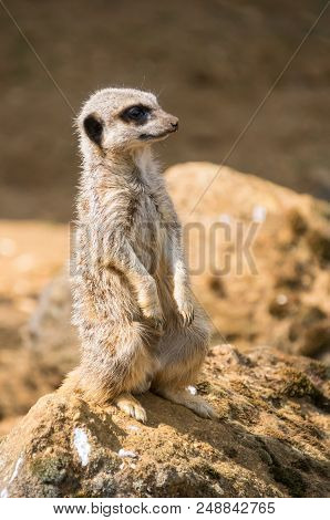 A Lone Meerkat Stands On A Rock