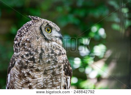 A Portrait Of An African Spotted Eagle Owl