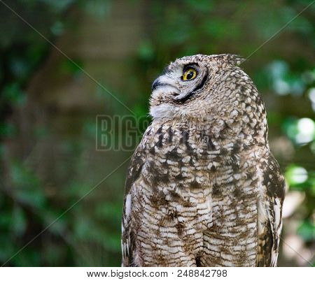 A Portrait Of An African Spotted Eagle Owl