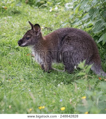 A Red Necked Wallaby Sat In Grass