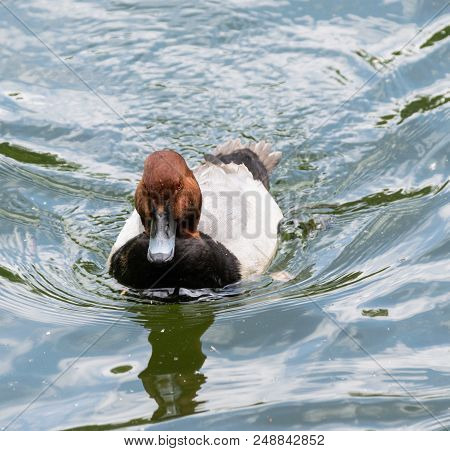 A Photo Of A Pochard Duck Swimming