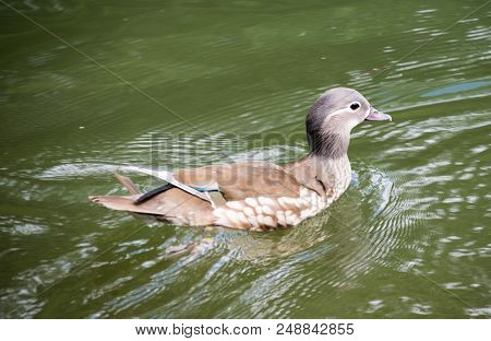 A Female Mandarin Duck Swimming In A Lake