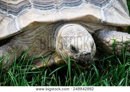 A Giant Tortoise Grazing On Green Grass