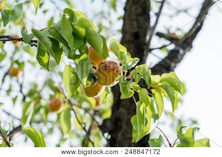 Branch Of An Apricot Tree With Ripe Fruits Against Solid Blue Sky In Summer. Green Leaves On Tree.