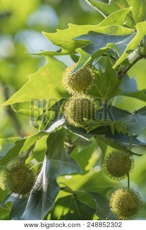 Spiky Balls Of Massed Seed On Platanus Acerifolia Tree