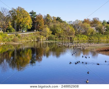 Autumn Landscape Of A River With Canada Geese. Photo Taken In Rockton Falls, Quebec, Canada. October