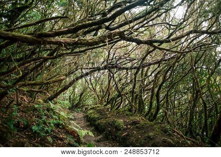 Laurel Forest Landscape. Nature Background. Anaga Country Park, Biosphere Reserve, Tenerife, Canary 