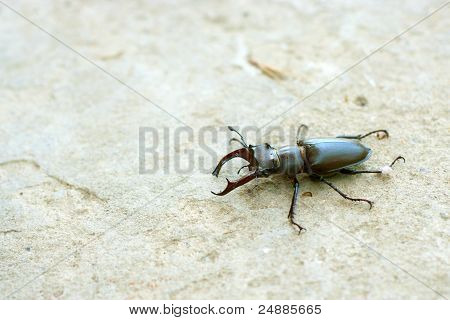 grande bug