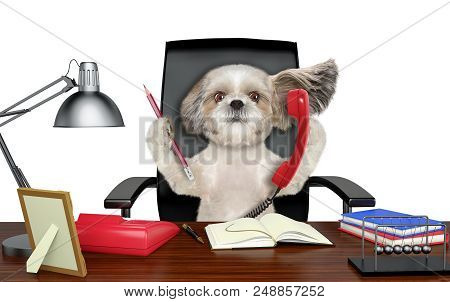 Cute Shitzu Dog Sitting On Leather Chair With Telephone And Pencil. Isolated On White Background