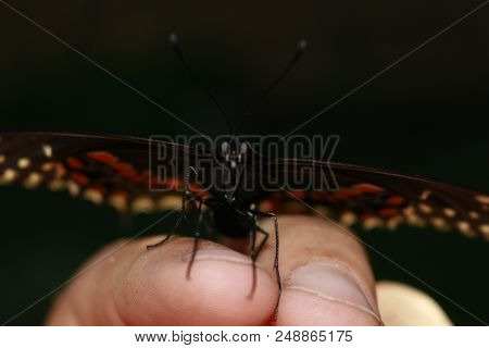 Palamedes Swallowtail Butterfly. Photographed In Canada This Is A Common Butterfly In Canada