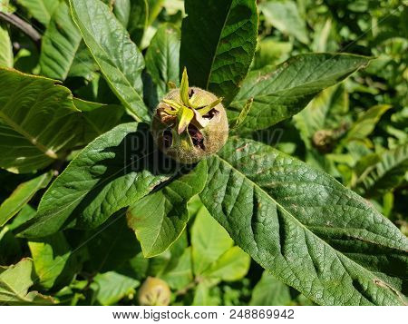 The Forgotten Stone Fruit Called Mispilus Germanica