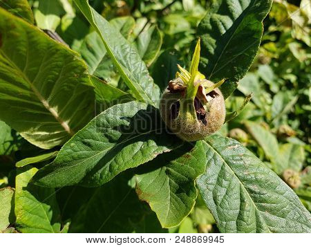 The Forgotten Stone Fruit Called Mispilus Germanica