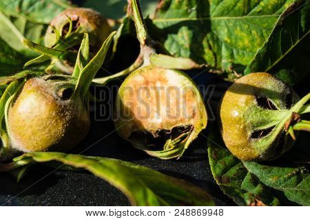 The Forgotten Stone Fruit Called Mispilus Germanica