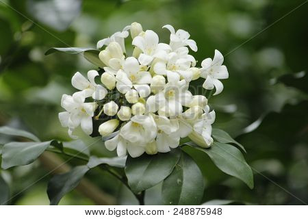 Beautiful White Murraya Paniculata Summer Flower Kamini Flower