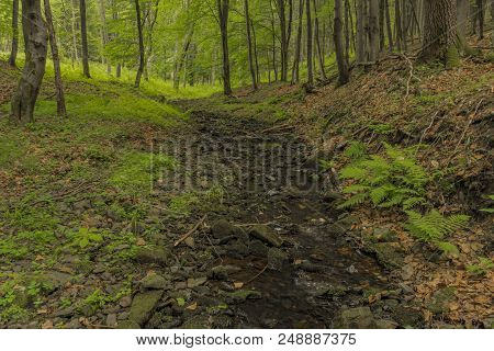 Usovicky Creek In Summer Day Near Marianske Lazne Spa Town