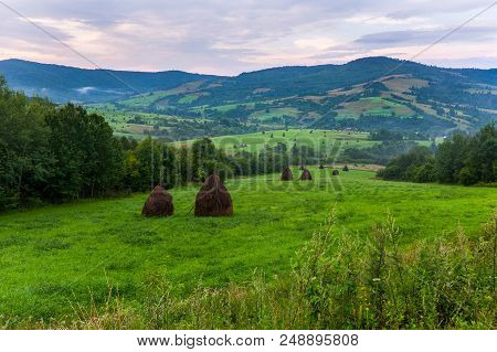 Green Meadows With Dried Hay Harvested For Feed For Livestock In Winter