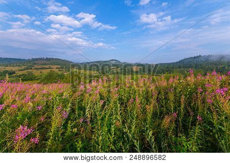 High Field Flowers Iwan Tea Covered The Valley With Pink Flowers On The Blue Sky Background
