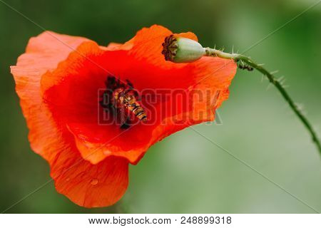 A Flower Of Red Poppy On A Green Background.