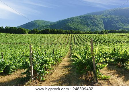 Rows Of Vineyards On The Background Of Mountain Slopes Near The Village Of Abrau-durso, Novorossiysk