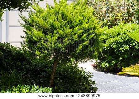 Beautiful View Of The Mediterranean Garden With Paved Path, Green Bushes, Cypress, Bathed In Sunligh