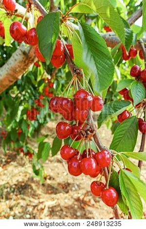 Cherry Tree Orchard With Fresh Ripe Cherries Fruits Near Cipy Turi, Capital Of Cherry In Apulia, Ita