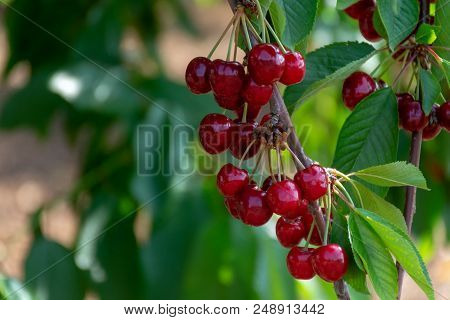 Cherry Tree Orchard With Fresh Ripe Cherries Fruits Near Cipy Turi, Capital Of Cherry In Apulia, Ita