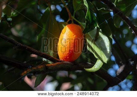 Tropical Small Ripe Orange Citrus Fruits Kumquats On Tree, Close Up, Ready To Harvest