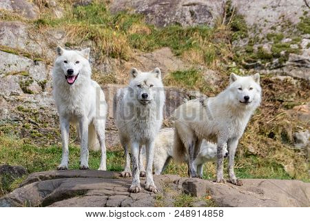 Artic Wolfs In A Forest In Ontario In Canada