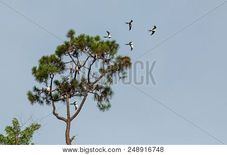 Swallow-tailed Kites Flock In The Pine Trees Of Naples, Florida