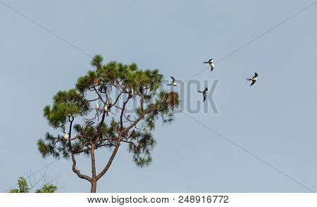 Swallow-tailed Kites Flock In The Pine Trees Of Naples, Florida