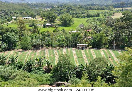 campi di verdure