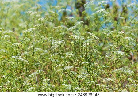 Cow Parsnip Or The Toxic Hogweed In Summer Sunny Day.