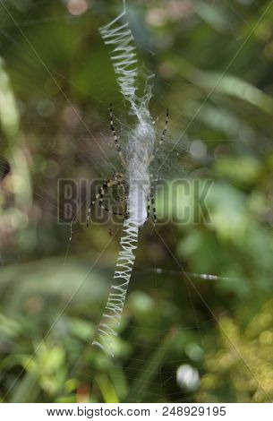 Vertical Web In Front Of Black And Yellow Spider