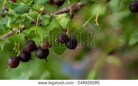 Branch Of Black Currant In A Garden.