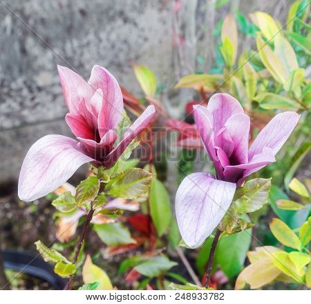 Magnolia Liliiflora Blossoms.variously Known By Many Names, Including Mulan Magnolia, Purple Magnoli