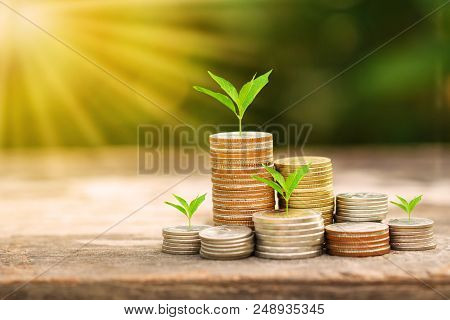 Tree Growing On Coins Stack With Sun Ray For Saving Money Concept
