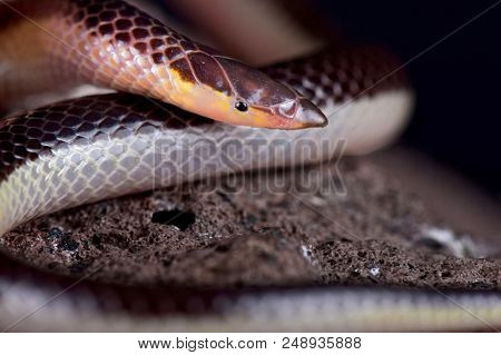 The Striped Quill-snouted Snake (xenocalamus Bicolor Lineatus) Is A Rear-fanged Venomous, Fossorial 