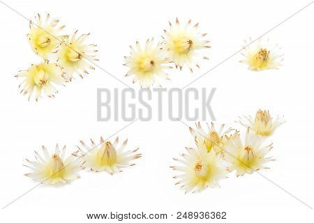Beautiful Flower, Aromatic Mimusops Elengi, Spanish Cherry, Medlar, Bullet Wood Or Bokul Flowers Iso