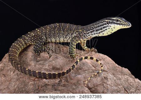 The New Guinea Argus Monitor (varanus Panoptes Horni) Is A Large Omnivorous Lizard Species.