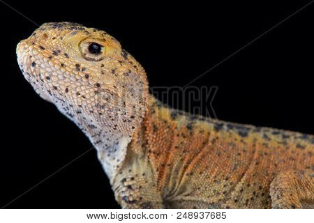 This Is A New Undescribed Species Of Toad Headed Agama (phrynocephalus) Found In Xinjiang Province C