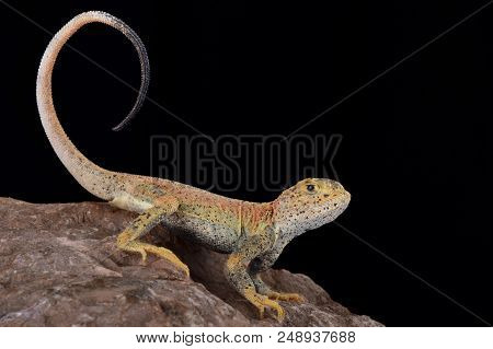 This Is A New Undescribed Species Of Toad Headed Agama (phrynocephalus) Found In Xinjiang Province C