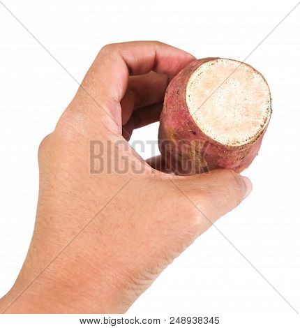 Vegetable And Fruit, Hand Hodling Raw Orange Sweet Potatoes Isolated On White Background. High In Vi