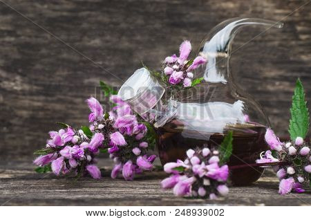 Bedstraw Flower Essential Oil. Naturopathy. Herbal Medicine.