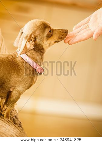 Little Pinscher Ratter Prazsky Krysarik Purebreed Small Dog Eating Food For Human Owner Male Hand.