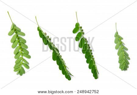 Vegetable And Herb, Fresh Phyllanthus Niruri, Gale Of The Wind, Seed Under Leaf Or Stonebreaker Leav